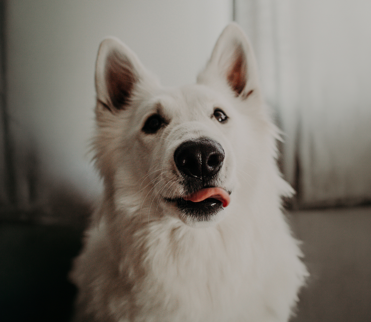 Wie erkenne ich hochwertiges Hundefutter?
